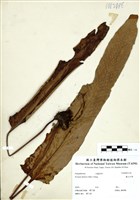 藏品(盧山石葦)的圖片